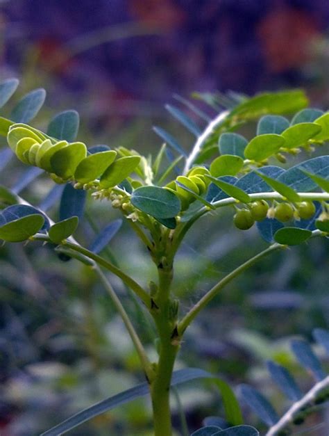 Phyllanthus niruri .